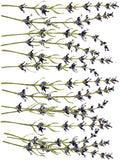 IOD Painterly Florals Tranfers