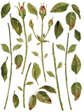 IOD Painterly Florals Tranfers